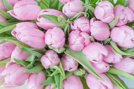 粉红郁金花花 花瓣 花束 粉色的 水平的 礼物 开花 叶子图片