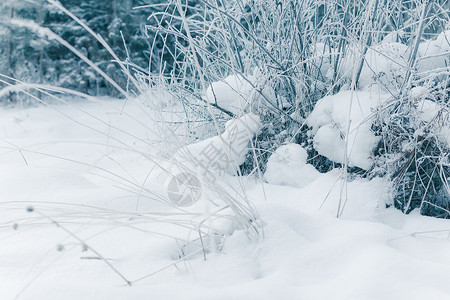 白色寒冬仙境 圣诞贺卡 冰 寒冷的 雪 被雪覆盖 寒假图片