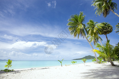 空岛热带视图 宁静 海浪 天蓝色的 棕榈 海岸线 享受 放松 休息背景