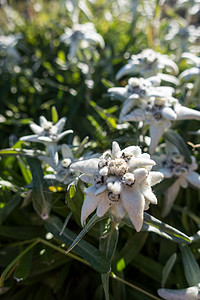 在卡文德尔高山的爱德罗韦斯花朵 草地 蒂罗尔高清图片