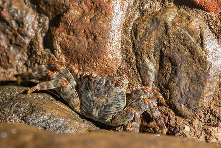 晚上在石头上湿海蟹 海上 海洋 眼睛 动物 螃蟹 娱乐图片