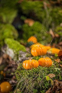 角南瓜 十一月 自然 传奇的 森林 橙子 十月 静物 秋天图片