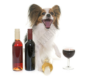 帕皮龙狗和葡萄酒背景图片