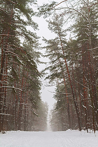 清晨雪雪松树林风景 场景 美丽的 霜 小路 云杉图片