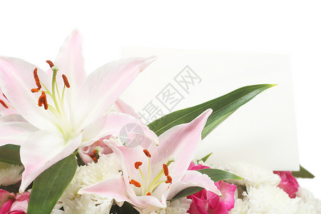 花束花 菊花 工作室 情人节 美丽的 白色的 开花背景图片