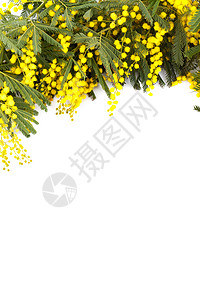 缩略语 偏离 季节 植物 开花 含羞草 自然 黄色的图片