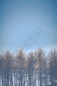 霜冻冬森林图片
