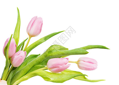 粉红郁金花花 花束 绿色的 角落 植物 自然 假期图片
