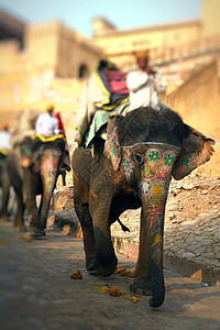 大象 印度斋浦尔拉贾斯坦邦 乐趣 厚皮动物 运输 节日图片