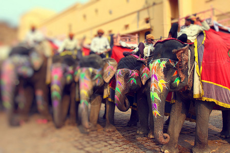 大象 印度斋浦尔拉贾斯坦邦 城市 男人 厚皮动物 洒红节图片