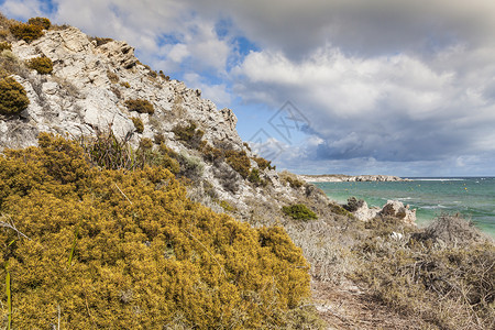 短尾矮袋鼠澳斯特拉利罗特涅斯特岛海滩之一的景象 海洋背景