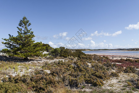 短尾矮袋鼠澳斯特拉利罗特涅斯特岛海滩之一的景象 旅游背景