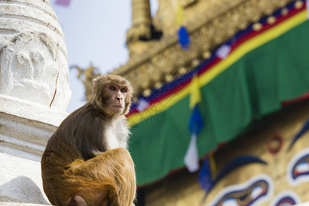 猴庙猴子尼泊尔加德满都猴子寺庙的Stupa 旗帜 尼泊尔旅行背景