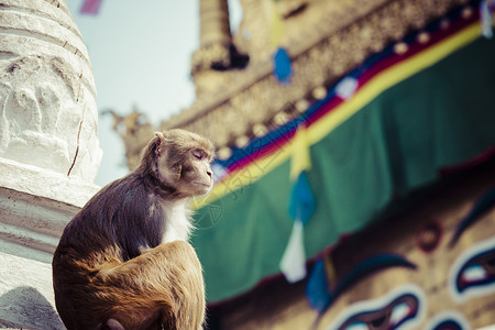 猴庙猴子尼泊尔加德满都猴子寺庙的Stupa 尼泊尔旅行 亚洲背景