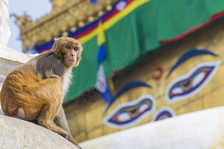 尼泊尔猴子尼泊尔加德满都猴子寺庙的Stupa 精神 蓝色的背景