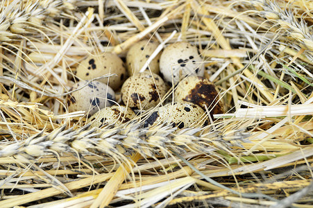 鹌鹑蛋和鸡蛋并排 鹌鹑蛋 干草中的鹌鹑蛋和鸡蛋图片 素食主义者 鸟图片