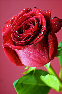 玫瑰花花 美丽 浪漫的 切割背景图片