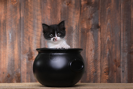 万圣节的 木头背景 里的可敬小猫 假期 锅背景图片