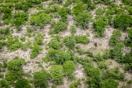 奥卡万戈三角洲河马的空中景象图片