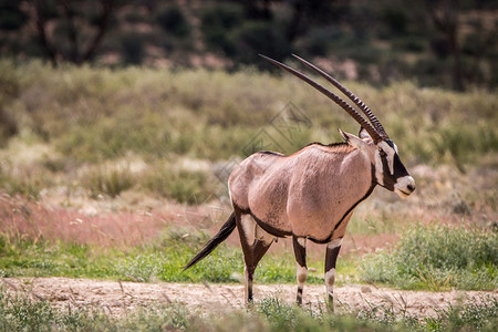 Gemsbok站在草地上做主 保护 纳米比亚 喇叭背景图片