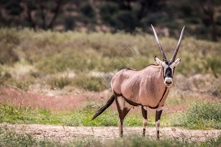 Gemsbok站在草地上做主 荒野 喇叭 非洲背景图片