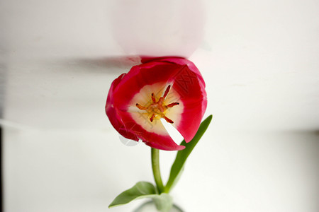 鲜花红芽开张 礼物送给一个女人 照片用于设计背景图片