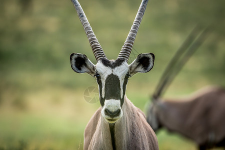 近距离的Gemsbok主演着摄影机 大羚羊 禁猎区高清图片