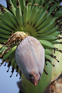 红香蕉花 芽 食用 花瓣 自然 水果 食物高清图片