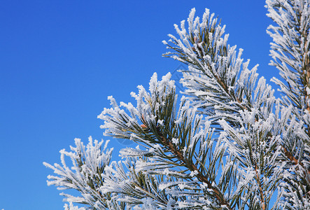 带霜的树带全冻霜的 fir 树背景