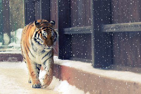 天干大西比亚虎 自然 老虎 野生动物 危险 男性 雪背景