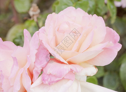 花园玫瑰花朵的鲜红粉红色花束美丽的花束背景图片
