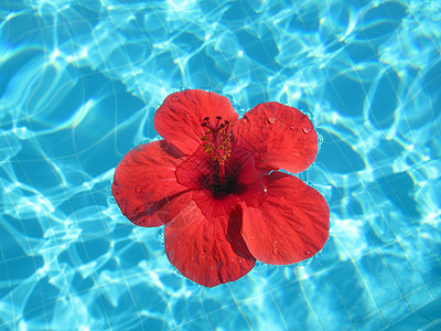 用 bl 漂浮在游泳池中的一朵大红花的特写图像 花瓣 生长背景