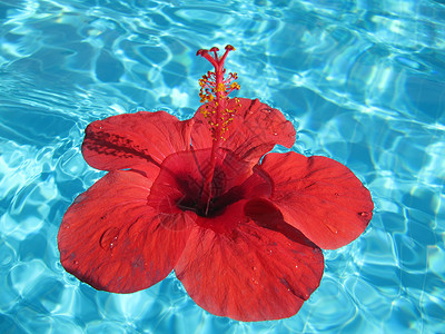 用 bl 漂浮在游泳池中的一朵大红花的特写图像 朵朵 芳香疗法背景