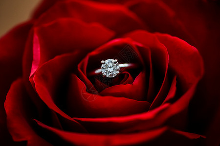 钻石里约紧贴着一个结婚戒指 塞进一朵玫瑰里背景