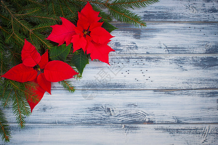 木制背景上有圣诞树枝的一品红花 明信片 假期 云杉背景图片