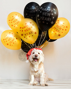 狗贺卡带充气球的新年帽宠物 气球新年快乐 快乐圣诞贺卡 年黄狗 彩色气球 乐趣 五彩纸屑背景