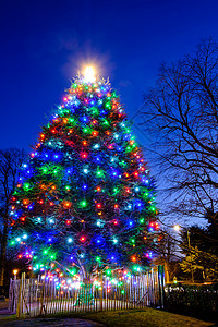 大圣诞树上的多彩明灯 冬季 冬天 圣诞节快乐 季节性的背景图片