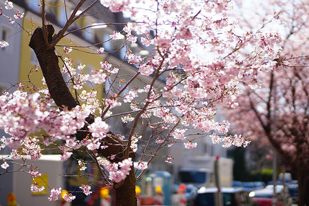 樱花河津节派对日本人高清图片