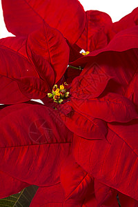 美丽的花朵 装饰风格 季节性的 典型的 庆典 叶子 红色的背景图片