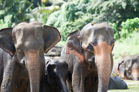 大象肖像-斯里兰卡图片