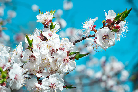 年轻的春樱花树鲜花 紧贴多彩的b图片