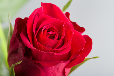 鲜红玫瑰花 花束 自然 植物 浪漫的 生日 植物群背景图片