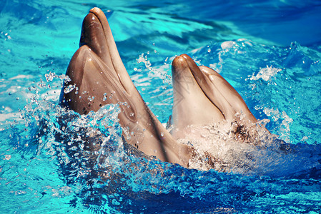 海豚喷水美丽的海洋哺乳动物海豚在跳舞喷水中游动背景