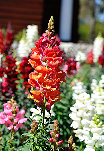 泰国 花花花园 夏天 芽 红色的 开花 花瓣 园艺 花的图片