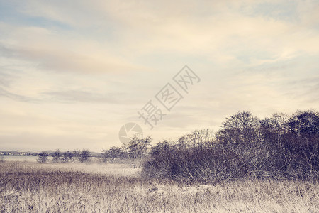 冬季寒冬风景 树木霜冻图片