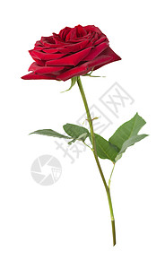 白色背景的红玫瑰 长的 婚礼 爱 猩红 绿色的背景图片