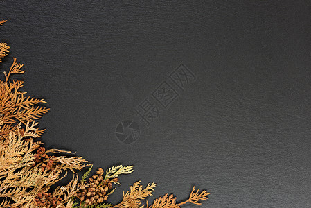 黑色植物框架黑色背景的秋叶背景