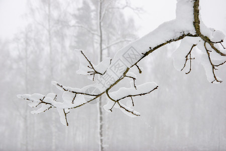 树枝上厚厚的雪树枝上布满厚厚的雪背景