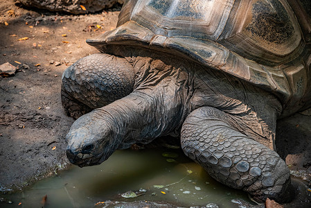 Aldabra 乌龟向上移动图片