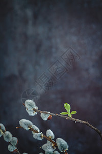 花枝柳树在黑暗背景下 柳树猫的花枝 海豹 公园 植物 朵朵背景